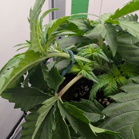 Hindu Kush - VGrow - Advanced Nutrients  growlog timeline photo