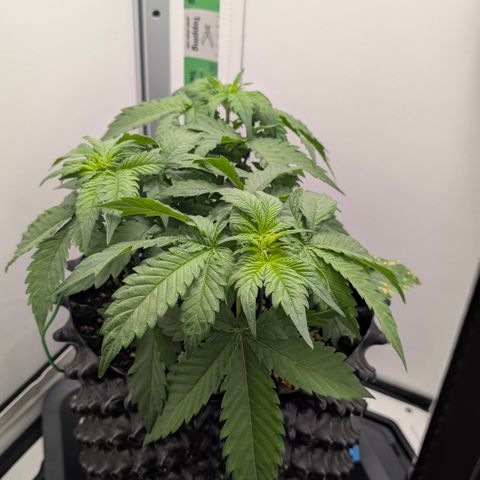 Hindu Kush - VGrow - Advanced Nutrients  growlog timeline photo