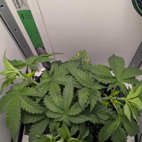 Hindu Kush - VGrow - Advanced Nutrients  growlog timeline photo