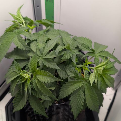 Hindu Kush - VGrow - Advanced Nutrients  growlog timeline photo