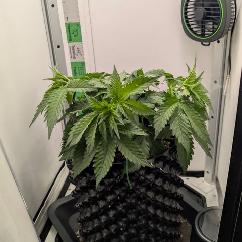 Hindu Kush - VGrow - Advanced Nutrients  growlog timeline photo