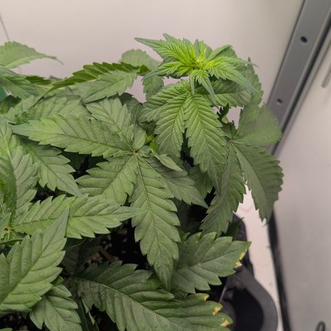 Hindu Kush - VGrow - Advanced Nutrients  growlog timeline photo