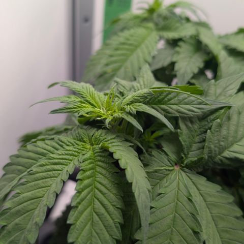Hindu Kush - VGrow - Advanced Nutrients  growlog timeline photo