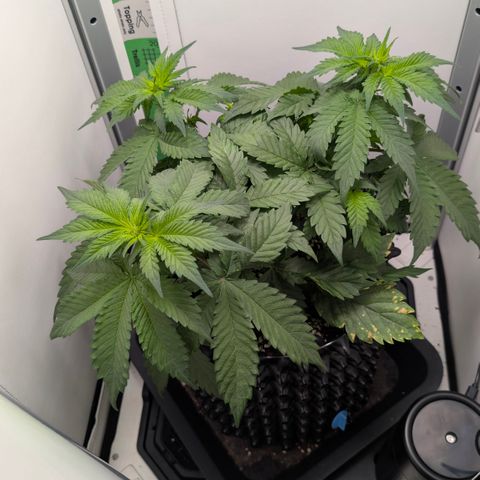 Hindu Kush - VGrow - Advanced Nutrients  growlog timeline photo