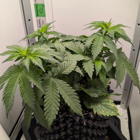 Hindu Kush - VGrow - Advanced Nutrients  growlog timeline photo