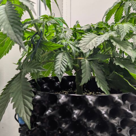 Hindu Kush - VGrow - Advanced Nutrients  growlog timeline photo