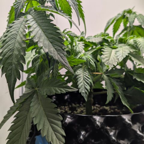 Hindu Kush - VGrow - Advanced Nutrients  growlog timeline photo