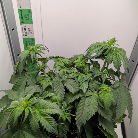 Hindu Kush - VGrow - Advanced Nutrients  growlog timeline photo