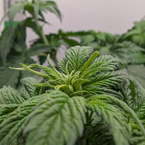Hindu Kush - VGrow - Advanced Nutrients  growlog timeline photo