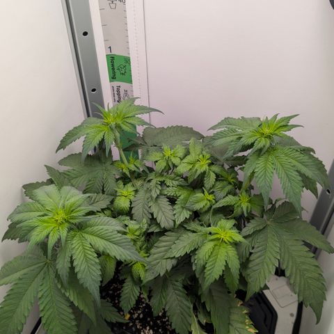 Hindu Kush - VGrow - Advanced Nutrients  growlog timeline photo