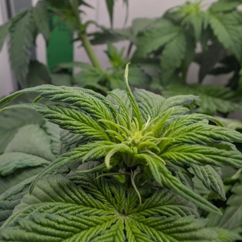 Hindu Kush - VGrow - Advanced Nutrients  growlog timeline photo
