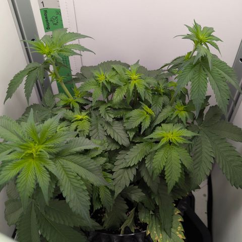 Hindu Kush - VGrow - Advanced Nutrients  growlog timeline photo