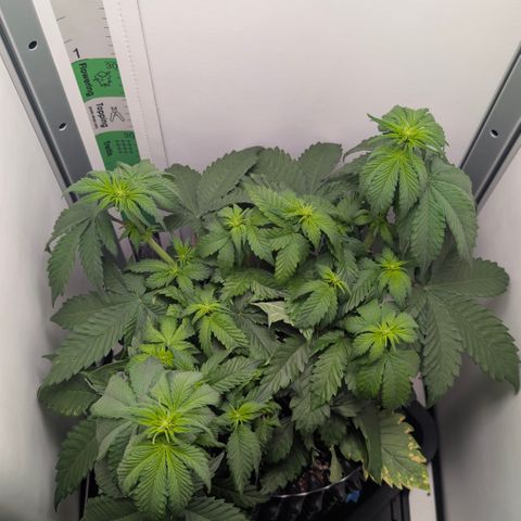 Hindu Kush - VGrow - Advanced Nutrients  growlog timeline photo