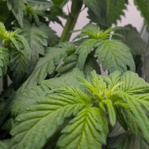 Hindu Kush - VGrow - Advanced Nutrients  growlog timeline photo
