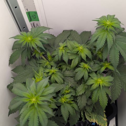 Hindu Kush - VGrow - Advanced Nutrients  growlog timeline photo