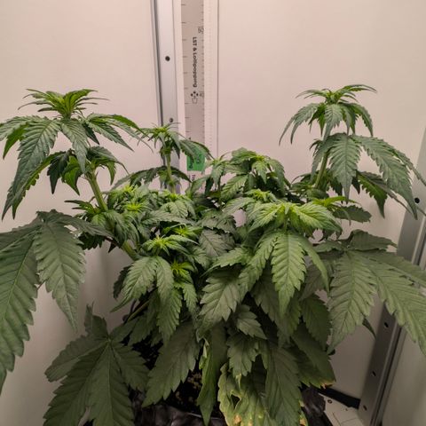 Hindu Kush - VGrow - Advanced Nutrients  growlog timeline photo