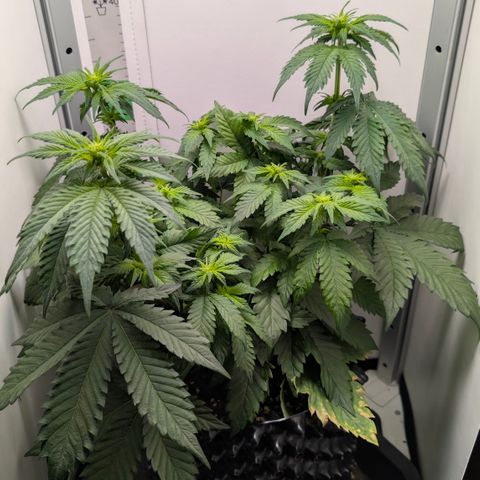 Hindu Kush - VGrow - Advanced Nutrients  growlog timeline photo