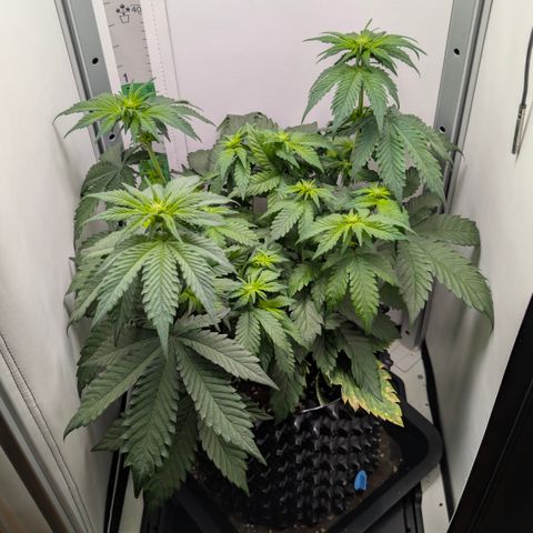Hindu Kush - VGrow - Advanced Nutrients  growlog timeline photo