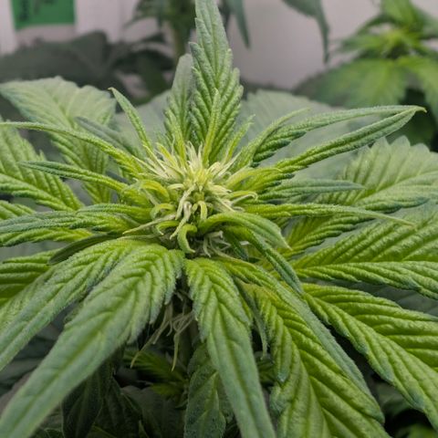 Hindu Kush - VGrow - Advanced Nutrients  growlog timeline photo