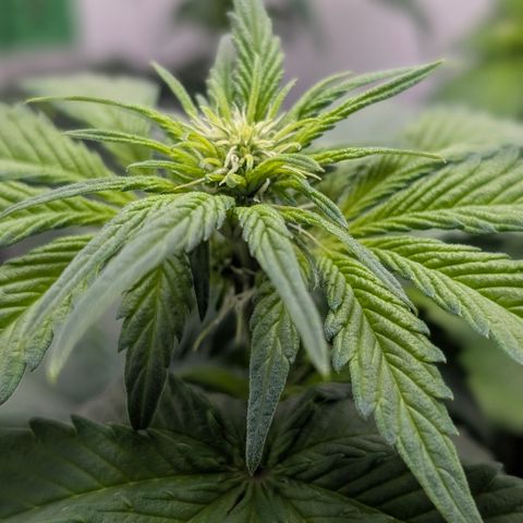 Hindu Kush - VGrow - Advanced Nutrients  growlog timeline photo