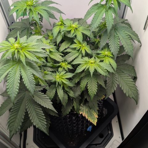 Hindu Kush - VGrow - Advanced Nutrients  growlog timeline photo