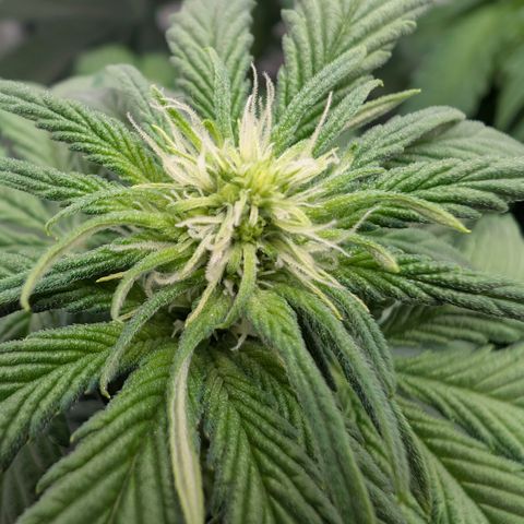 Hindu Kush - VGrow - Advanced Nutrients  growlog timeline photo