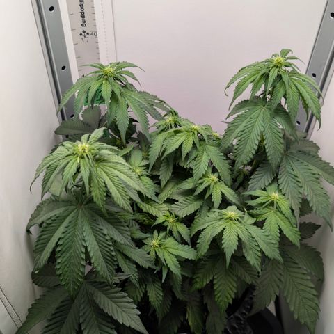 Hindu Kush - VGrow - Advanced Nutrients  growlog timeline photo
