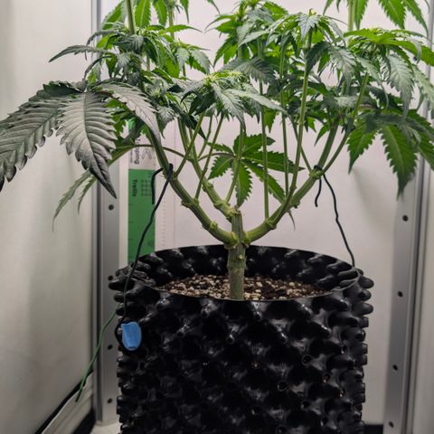 Hindu Kush - VGrow - Advanced Nutrients  growlog timeline photo