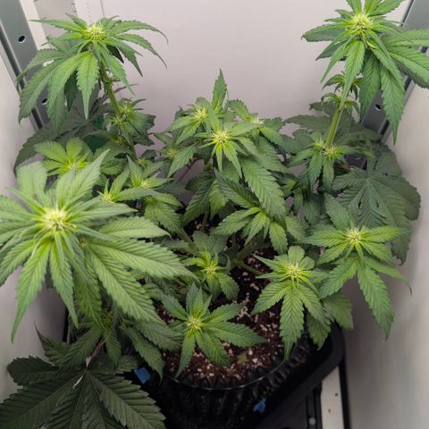 Hindu Kush - VGrow - Advanced Nutrients  growlog timeline photo