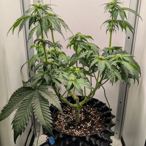 Hindu Kush - VGrow - Advanced Nutrients  growlog timeline photo