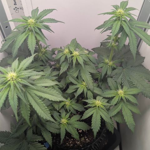 Hindu Kush - VGrow - Advanced Nutrients  growlog timeline photo