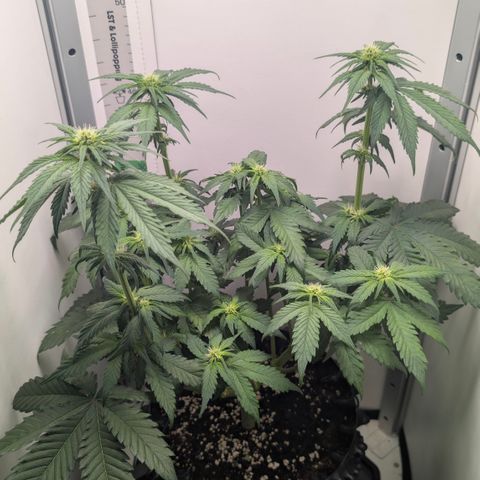 Hindu Kush - VGrow - Advanced Nutrients  growlog timeline photo