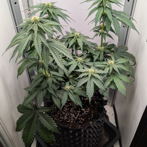Hindu Kush - VGrow - Advanced Nutrients  growlog timeline photo