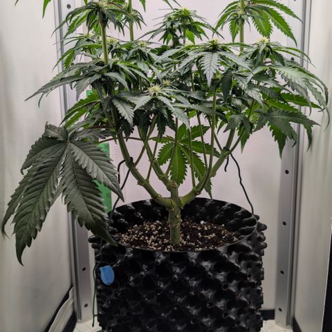 Hindu Kush - VGrow - Advanced Nutrients  growlog timeline photo