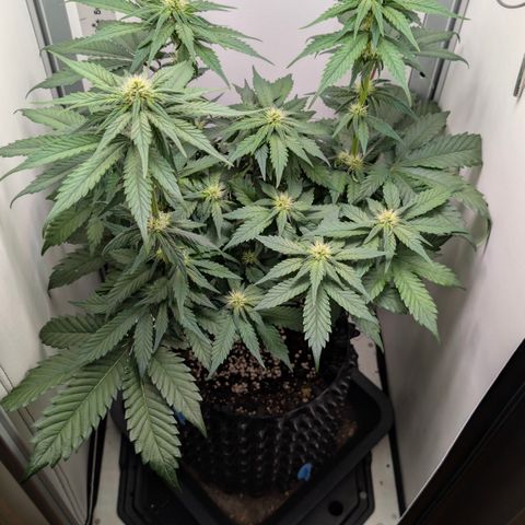 Hindu Kush - VGrow - Advanced Nutrients  growlog timeline photo