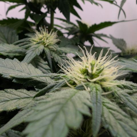 Hindu Kush - VGrow - Advanced Nutrients  growlog timeline photo
