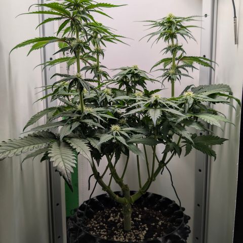 Hindu Kush - VGrow - Advanced Nutrients  growlog timeline photo