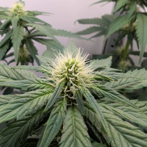 Hindu Kush - VGrow - Advanced Nutrients  growlog timeline photo