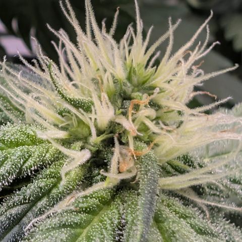 Hindu Kush - VGrow - Advanced Nutrients  growlog timeline photo