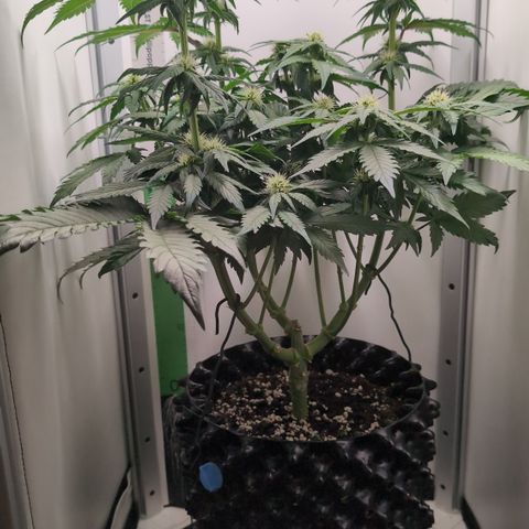 Hindu Kush - VGrow - Advanced Nutrients  growlog timeline photo