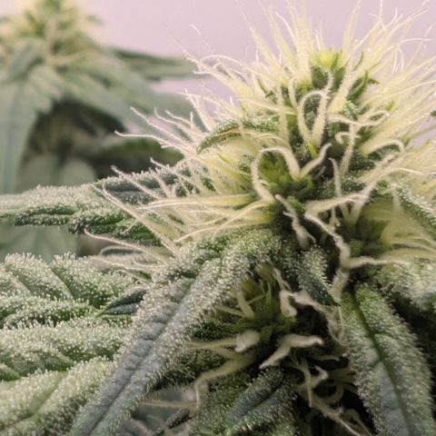 Hindu Kush - VGrow - Advanced Nutrients  growlog timeline photo