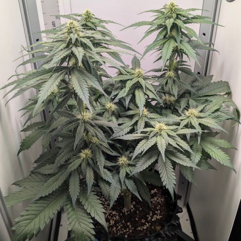 Hindu Kush - VGrow - Advanced Nutrients  growlog timeline photo