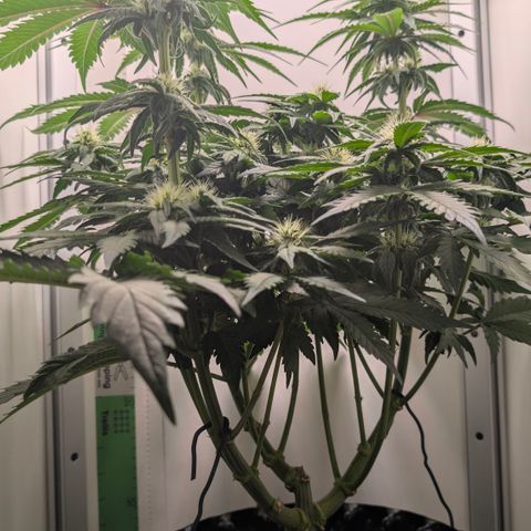 Hindu Kush - VGrow - Advanced Nutrients  growlog timeline photo