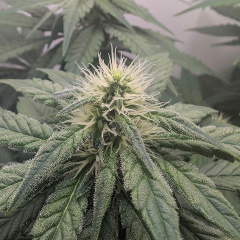 Hindu Kush - VGrow - Advanced Nutrients  growlog timeline photo
