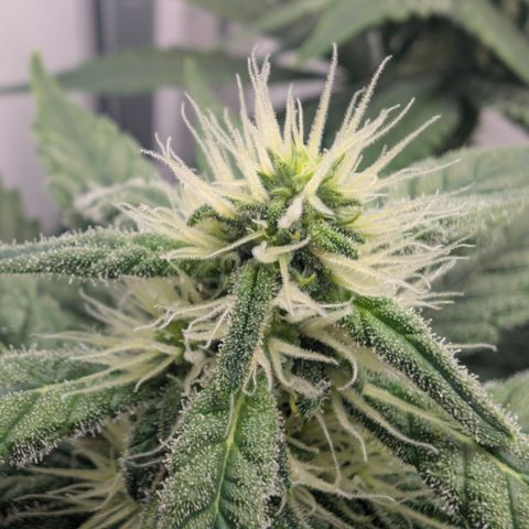 Hindu Kush - VGrow - Advanced Nutrients  growlog timeline photo