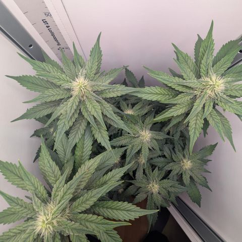 Hindu Kush - VGrow - Advanced Nutrients  growlog timeline photo
