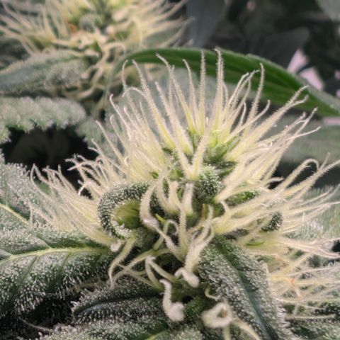 Hindu Kush - VGrow - Advanced Nutrients  growlog timeline photo