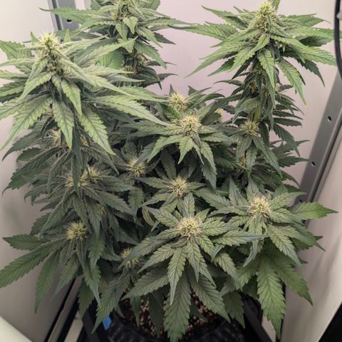 Hindu Kush - VGrow - Advanced Nutrients  growlog timeline photo