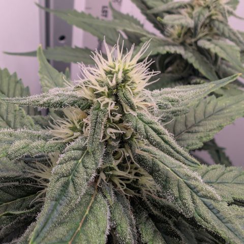 Hindu Kush - VGrow - Advanced Nutrients  growlog timeline photo