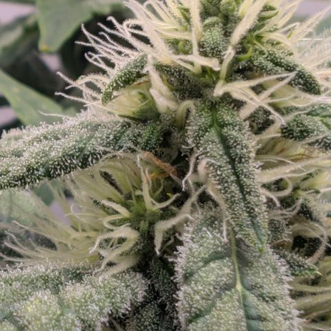 Hindu Kush - VGrow - Advanced Nutrients  growlog timeline photo